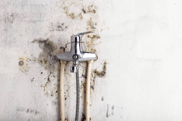 Best Black Mold Remediation in Potomac Heights, MD