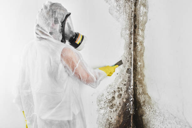 Best Industrial Mold Remediation in Potomac Heights, MD