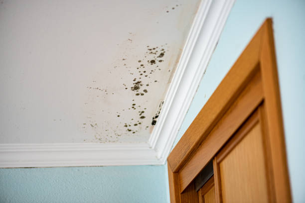Best Basement Mold Remediation in Potomac Heights, MD
