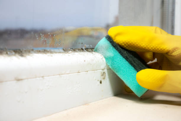 Best Health and Safety Mold Remediation in Potomac Heights, MD