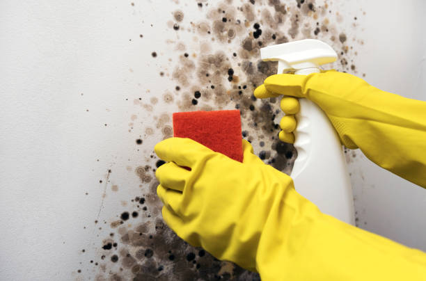 Best Post-Flood Mold Remediation in Potomac Heights, MD