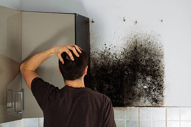 Best Kitchen Mold Remediation in Potomac Heights, MD